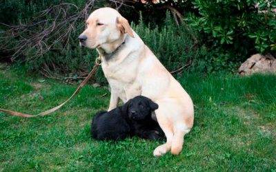 ¿Tiene mi cachorro displasia de cadera?
