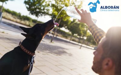 Ocho consejos para proteger a tu perro del calor del verano