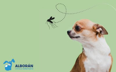Leishmaniosis: cómo se transmite, síntomas y prevención