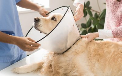 Esterilización preventiva: descubre sus beneficios para la salud de tu mascota