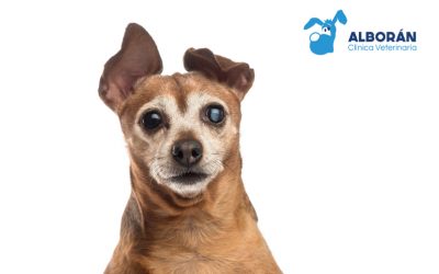 7 recomendaciones clave para cuidar a un perro mayor