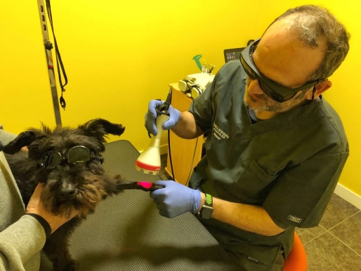laserterapia veterinaria