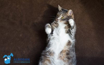 Sobrepeso en gatos: cómo ayudar a tu gato a bajar de peso