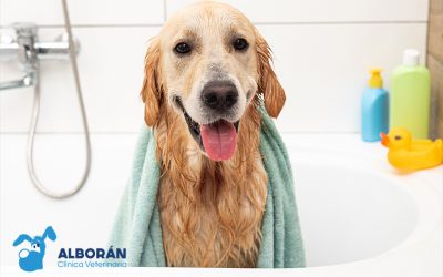 ¿Con qué frecuencia debo bañar a mi perro?