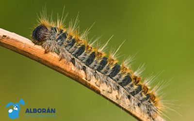 Oruga Procesionaria: un gran peligro para la salud de tu mascota