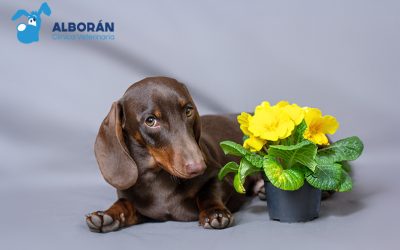 Alergia primaveral en perros: ¿cuáles son sus síntomas y tratamiento?