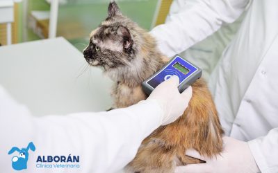 La importancia del microchip en animales de compañía en España