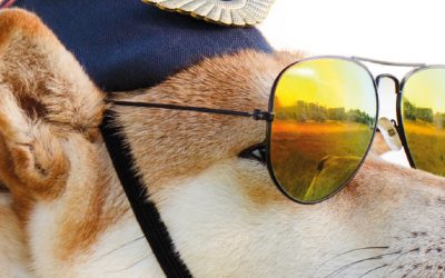 Campaña Planes de Salud 2021: protege a tu mascota con Vetplan