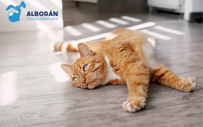 9 claves para proteger a tu gato del calor