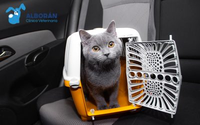 Cómo transportar a tu mascota durante los viajes