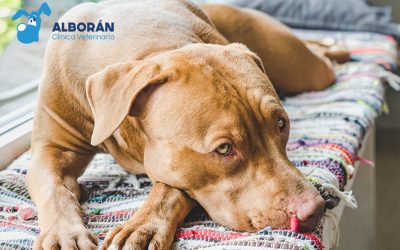 Diabetes en perros: Todo lo que debes saber