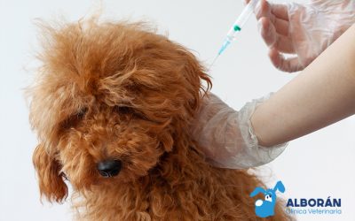 La rabia en perros: qué es y por qué es importante prevenirla