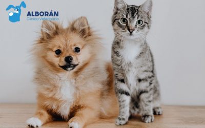¿Por qué los gatos son más independientes que los perros?