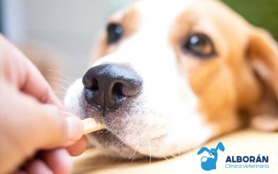 Sustancias tóxicas para tu mascota que desconocías