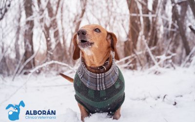 ¿Debo ponerle un abrigo a mi perro cuando llega el frío?