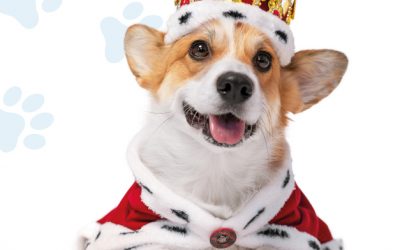 Campaña de Esterilización y Cirugías Preventivas