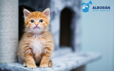 Hipertensión arterial en gatos