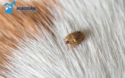 Garrapatas: ¿qué enfermedades transmiten y cómo proteger a tu mascota?