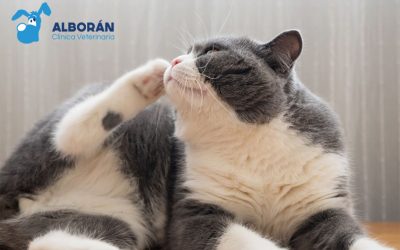 Ácaros en gatos: cómo saber si mi gato tiene ácaros