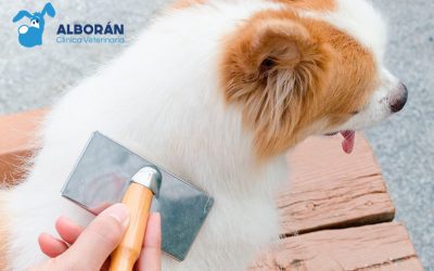Deslanado canino: qué es y por qué es necesario