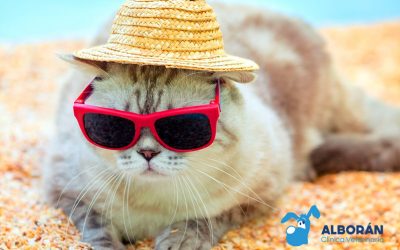 Los gatos también se queman en verano: consejos para evitarlo