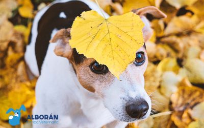 ¿Cómo afecta el otoño a nuestras mascotas?