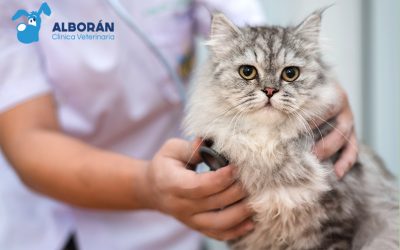 Megacolon en gatos: síntomas, diagnóstico y tratamiento