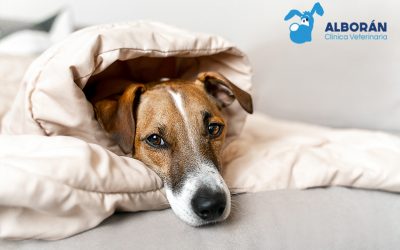 Tos de las perreras: cómo se contagia, síntomas y tratamiento