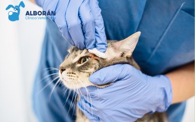 Conjuntivitis en felinos: signos, tratamiento y prevención