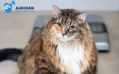 Sobrepeso en Felinos: Un Problema de Salud en Aumento