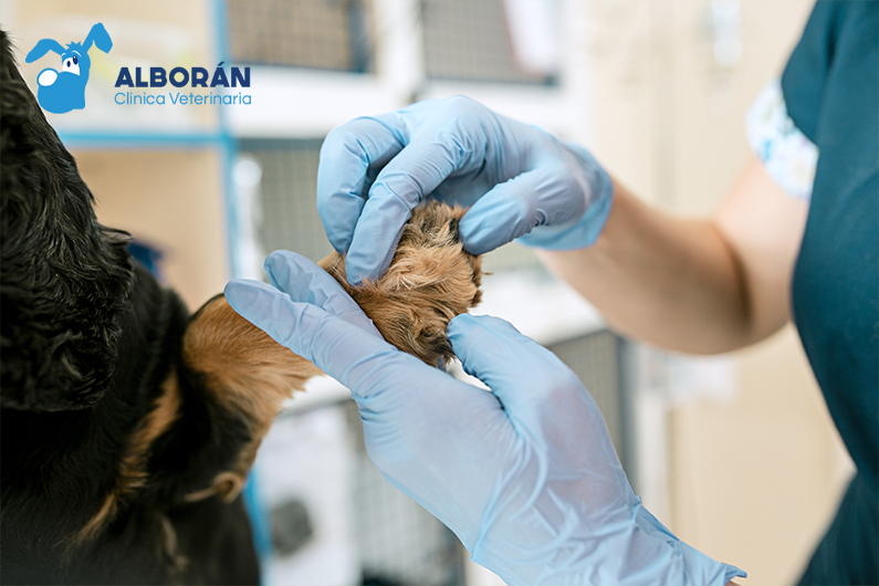 Mascota con herida en una pata siendo atendida por un veterinario