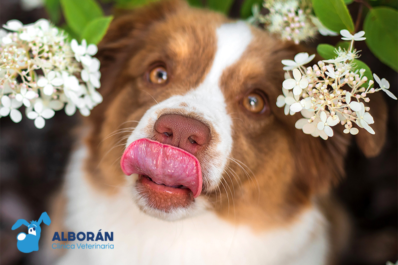 Consejos desparasitación de mascotas en primavera