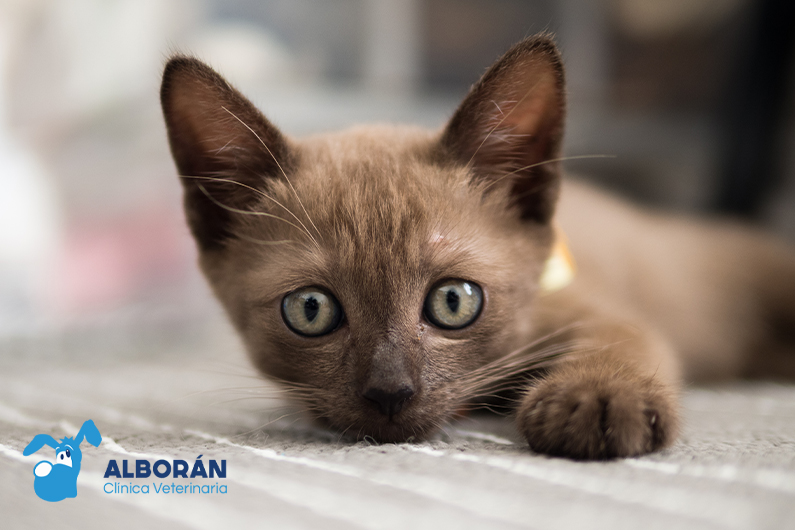 hipotiroidismo-felino-síntomas-tratamiento Gatito tumbado y mirando fijamente a la cámara