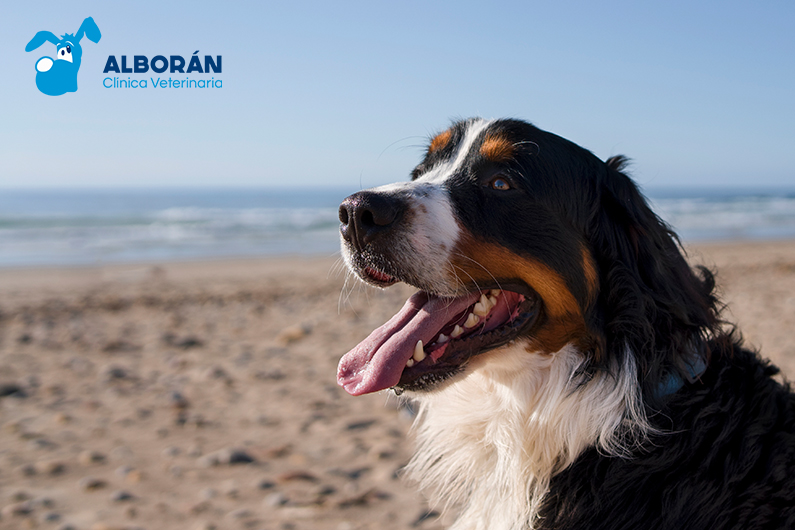 Perro en la playa disfrutando del buen tiempo