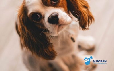 Moquillo canino: síntomas, tratamientos y prevención