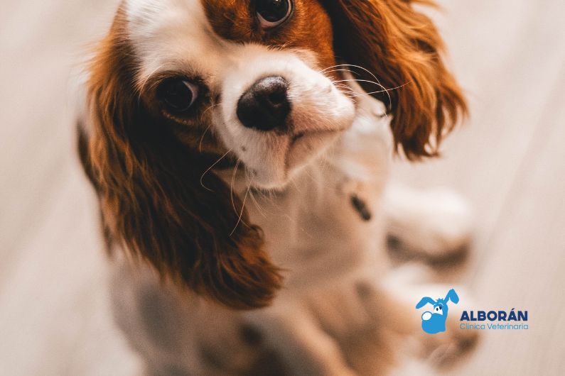 Primer plano de la cara de un perro marrón y blanco mirando a cámara.
