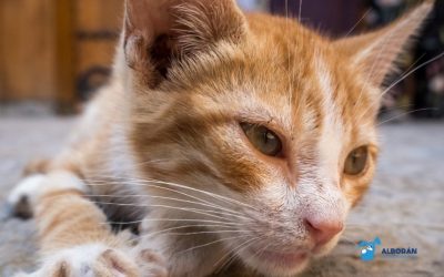 Artrosis en mascotas: síntomas, tratamiento y prevención
