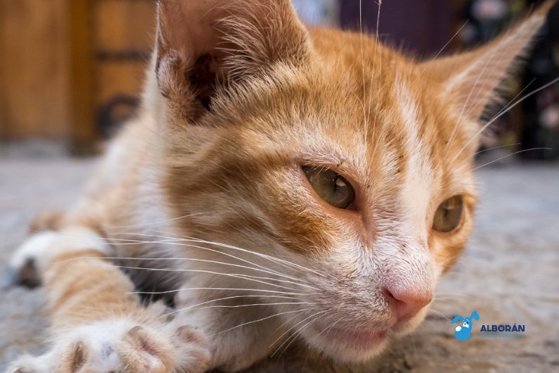 Gato marrón y blanco mayor tumbado sobre una alfombra dentro de una casa.
