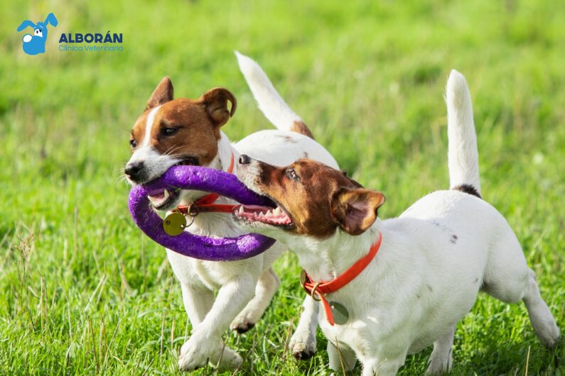 Dos perros jugando al aire libre con un juguete para morder.
