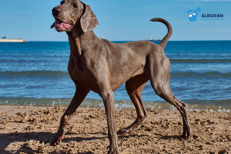 perro de viaje en verano