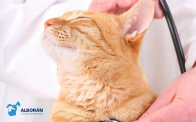 Cómo reducir el estrés de tu mascota en visitas al veterinario