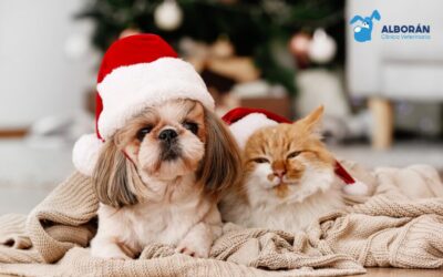Menú navideño para mascotas: qué no pueden tomar y snacks seguros para las fiestas