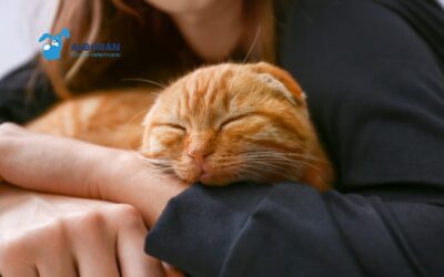 ¿Acabas de adoptar una mascota? Guía básica para nuevos cuidadores