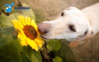 Alergias primaverales en perros y gatos: cómo detectarlas y actuar a tiempo