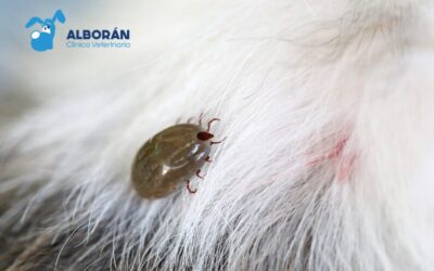 Enfermedad de Lyme en mascotas: prevención, detección y cuidado