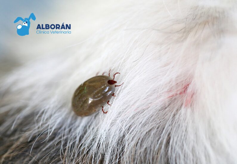 garrapata sobre perro o gato