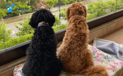 Cómo integrar varias mascotas en un mismo hogar evitando conflictos