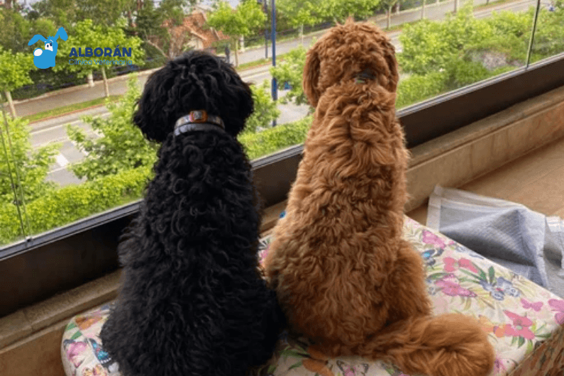 Perros amigos en una misma casa