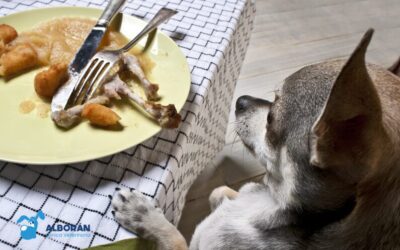 Alimentos prohibidos para mascotas: ¡Cuidado con los caprichos de verano!