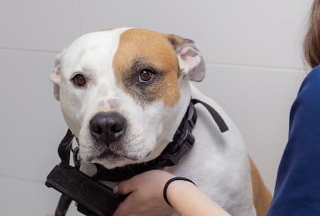 Hospital veterinario Aguadulce 